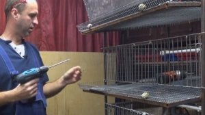 Клетка для перепелов своими руками.  Изготовление передней стенки , подробно с размерами.