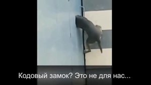 Сфинксы Кошки - Клоуны по Жизни!!!)))