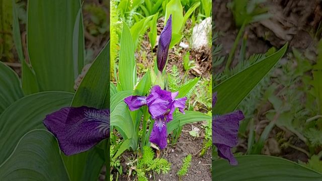 Ирис сибирский (Iris sibirica).?