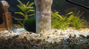 Самодельный пылесос для аквариума.