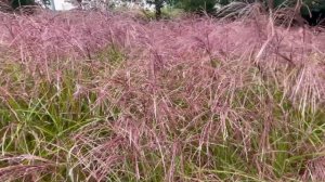 Calamagrostis × acutiflora 'Karl Foerster'