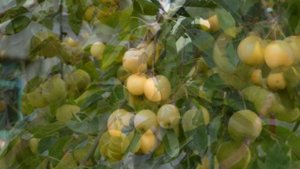 Сорт яблони Уральское наливное