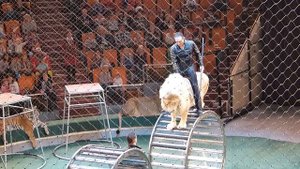 Цирк братьев Запашных - прыжок верхом на льве