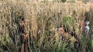 Сколько раз в году должна козиться коза??