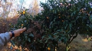 Сбор мандаринов в Абхазии. Работаю на частника. Какая зарплата?