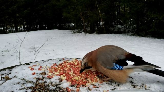 Птица сойка пересмешница позирует с подругой смотреть онлайн