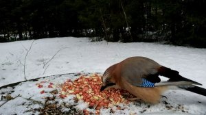 Птица сойка пересмешница позирует с подругой