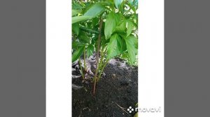 Крепления для пионов из фикспрайса