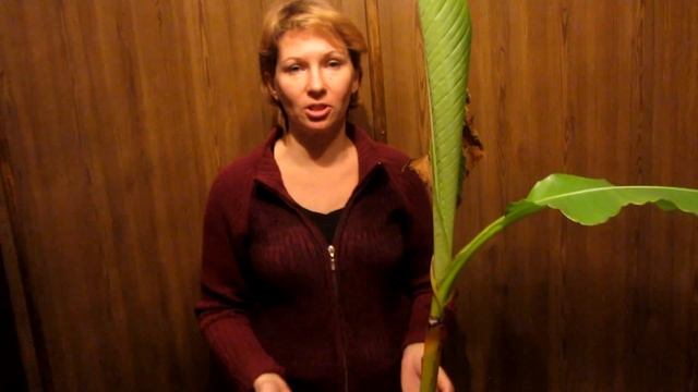 Спасение комнатного банана. Аннона или Сахарное яблоко