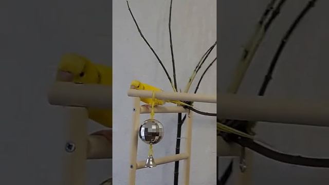 Волнистые попугаи резвятся. смотреть онлайн