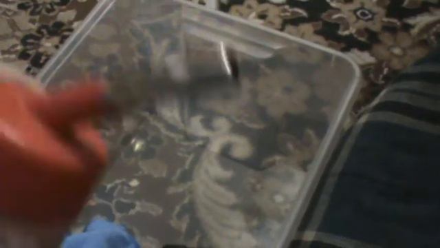 волчья пасть у собаки (цуца) смотреть онлайн