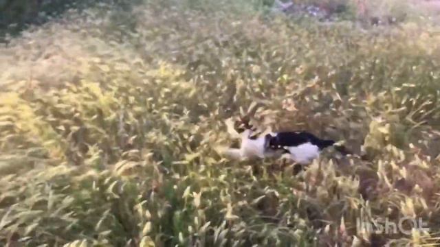 Кот по кличке Кот. смотреть онлайн