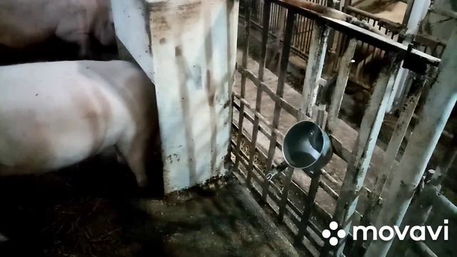 Чашечная нипельная поилка.Вступайте в сообщество Вирощування свиней від А і в Viber:
