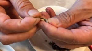 Перебираю кардамон для кофе.