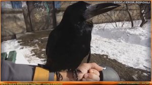 Что ест грач? Вы этого не знали!