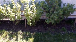 Крыжовник и смородина на штамбе без прививки.