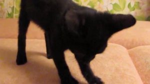 Котенок 2 месяца