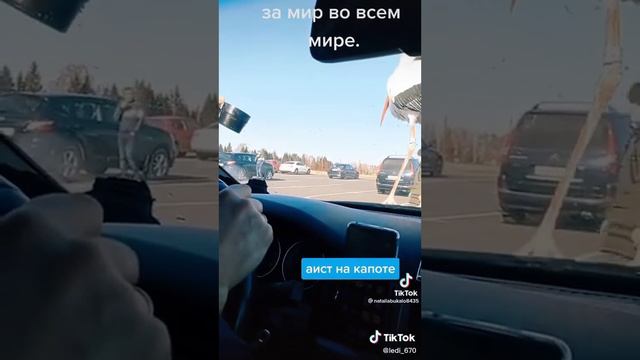 Аист прилетел.:)) смотреть онлайн