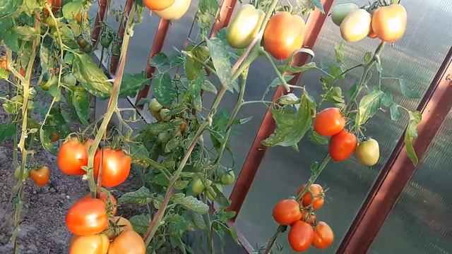 Секреты дачника ! Самые лучшие!самые крупные и высокие помидоры в мире смотреть онлайн