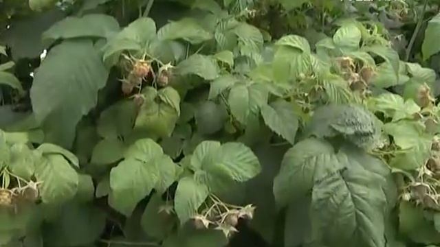 Дачные советы 23.06.2016