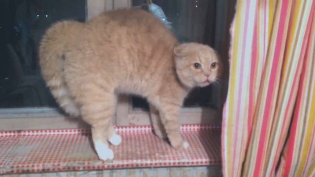 Довела кота до инфаркта / How to scare a cat смотреть онлайн
