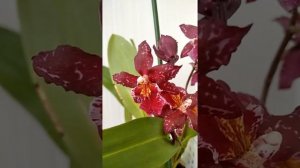 Одонтоглоссум красный.