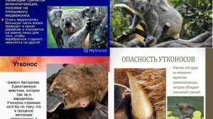 8кл  Животный мир Австралии