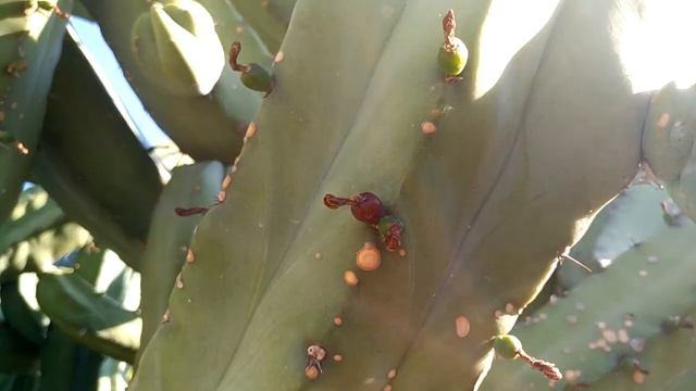 Garambullo (Myrtillocactus geometrizans) | El Sueño Jardín Botánico смотреть онлайн