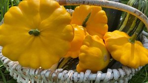 Патиссоны • Лето Дача Патиссоны