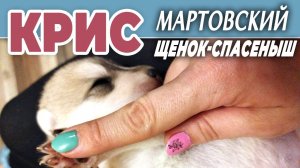 КРИС, мартовский щенок-спасеныш❤️ Друзья, поможем ему НАЙТИ ДОМ и не попасть в приют❗ ❗