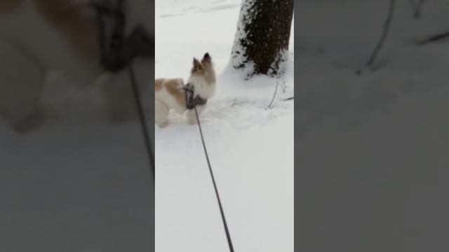 Видео приветик от Пуши смотреть онлайн