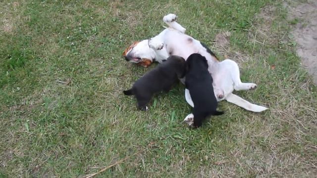 Hundebabys das erste mal in der Natur смотреть онлайн