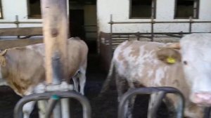 Австрия ферма большие кони и быки.кони и коровы на ферме.  Большие животные и дети .