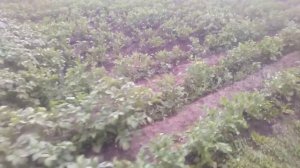 Картофель после свежих опилок и на обычной удобренной земле, сравнение