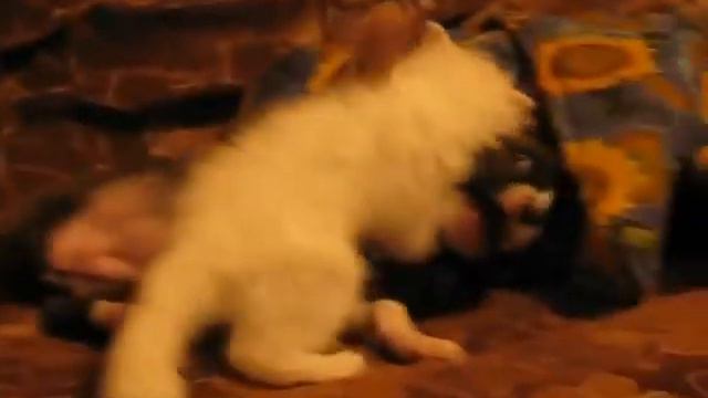 Кот мучает собаку смотреть онлайн