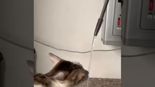 Even animals like to drink our alkaline water. смотреть онлайн