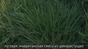 Какой газон лучше посадить на даче