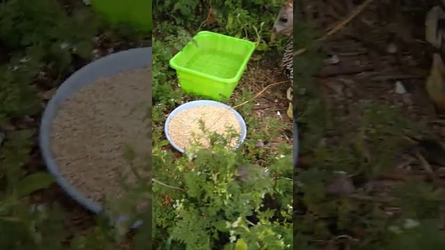 Разведение индюков на воле смотреть онлайн