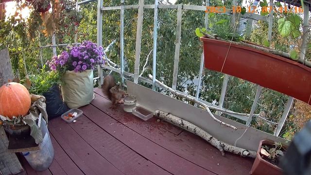 ДОМИК для белки на балконе ?КТО заселится ЗИМОЙ? смотреть онлайн