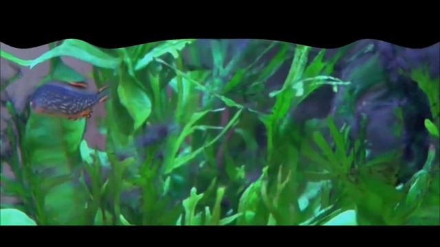 Микрорасбора галактика Аквариумный клуб Волоколамск смотреть онлайн