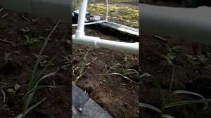 парник  из пп труб
