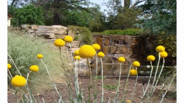 Каспедия барабанные палочки, Мордовник, Глобулярия, Букашник Шарики на клумбе смотреть онлайн