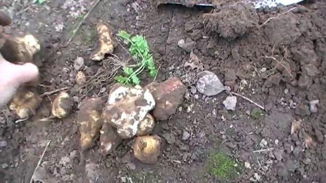 Топинамбур ( земляная груша ) Сад и огород выпуск 134 смотреть онлайн