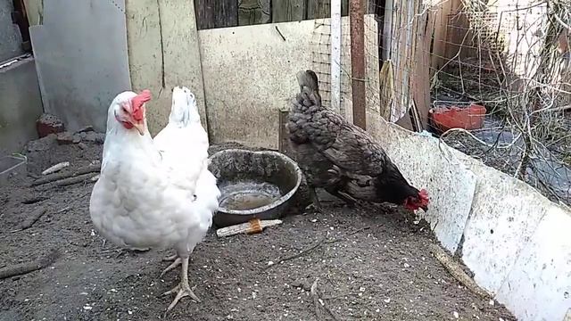 Умная курица