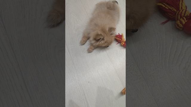 Куда без моих помощников любимых???? смотреть онлайн