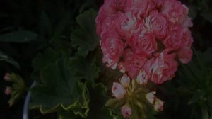 Пеларгония Австралиан Пинк Розебуд