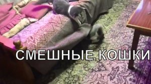 КОТЫ это СМЕШНЫЕ КОШКИ И КОТЫ КОТЫ на ДАЧЕ и КОТЫ ЖГУТ КОТЫ и ДАЧА