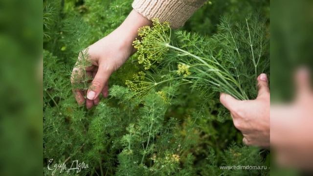 Укроп / Что мы знаем о пользе укропа смотреть онлайн