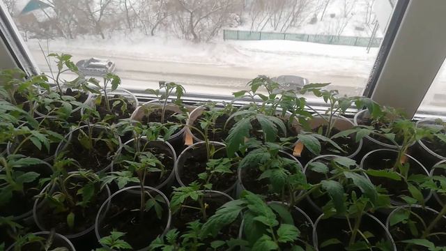 Как должна выглядеть здоровая рассада Томатов. смотреть онлайн