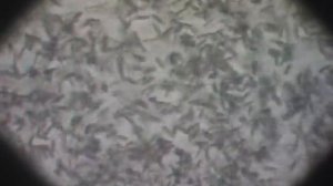 Сахалинский осетр 2008 г  Часть II